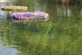 Landscape water in park with colorful petunia flowers patterns with green leaves blooming in bamboo raft Royalty Free Stock Photo