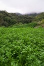Landscape of watercress plantation, terraced vegetable fields. Farming on forest mountain. Agriculture farm on hillside Royalty Free Stock Photo