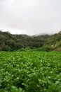 Landscape of watercress plantation, terraced vegetable fields. Farming on forest mountain. Agriculture farm on hillside Royalty Free Stock Photo