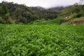 Landscape of watercress plantation, terraced vegetable fields. Farming on forest mountain. Agriculture farm on hillside Royalty Free Stock Photo