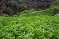 Landscape of watercress plantation, terraced vegetable fields. Farming on forest mountain. Agriculture farm on hillside Royalty Free Stock Photo