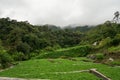 Landscape of watercress plantation, terraced vegetable fields. Farming on forest mountain. Agriculture farm on hillside Royalty Free Stock Photo