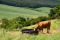 Landscape with watering bucket Royalty Free Stock Photo