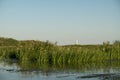 Landscape with waterline, birds, reeds, vegetation and Sulina lighthouse in Danube Delta, Romania, in a sunny summer day