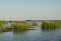 Landscape with waterline, birds, reeds, vegetation and Sulina lighthouse in Danube Delta, Romania, in a sunny summer day