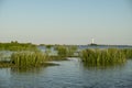 Landscape with waterline, birds, reeds, vegetation and Sulina lighthouse in Danube Delta, Romania, in a sunny summer day