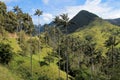 Landscape of wax palm trees in Cocora Valley near Salento, Colombia Royalty Free Stock Photo