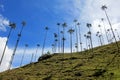 Landscape of wax palm trees in Cocora Valley near Salento, Colombia Royalty Free Stock Photo
