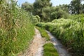 Landscape on the way in the marsh field Royalty Free Stock Photo