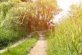 Landscape on the way in the marsh field Royalty Free Stock Photo