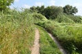 Landscape on the way in the marsh field Royalty Free Stock Photo