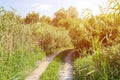 Landscape on the way in the marsh field Royalty Free Stock Photo