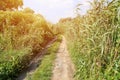 Landscape on the way in the marsh field Royalty Free Stock Photo