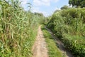 Landscape on the way in the marsh field Royalty Free Stock Photo