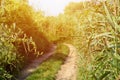 Landscape on the way in the marsh field Royalty Free Stock Photo