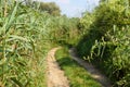 Landscape on the way in the marsh field Royalty Free Stock Photo