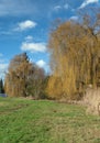 Landscape with a weeping willow tree in Bavaria
