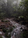 The Rainforest of Westernghats