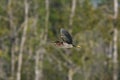 Green Heron bird in flight over marsh Royalty Free Stock Photo