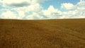 Landscape Wheat field. Aerial drone view. Wheat ears close-up on sunny day. Royalty Free Stock Photo