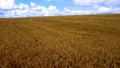 Landscape Wheat field. Aerial drone view. Wheat ears close up on sunny day. Royalty Free Stock Photo