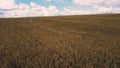 Landscape Wheat field. Aerial drone view. Wheat ears close up on sunny day. Royalty Free Stock Photo