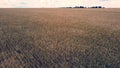 Landscape Wheat field. Aerial drone view. Wheat ears close up on sunny day. Royalty Free Stock Photo