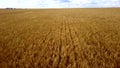 Landscape Wheat field. Aerial drone view. Wheat ears close up on sunny day. Royalty Free Stock Photo
