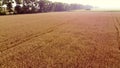Landscape Wheat field. Aerial drone view. Wheat ears close up on sunny day. Royalty Free Stock Photo