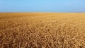 Landscape Wheat field. Aerial drone view. Wheat ears close up on sunny day. Royalty Free Stock Photo