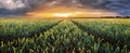 Landscape with wheat field, agriculture - panorama Royalty Free Stock Photo