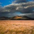 Landscape of wheat field in front of mountains Royalty Free Stock Photo