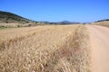 Landscape with wheat