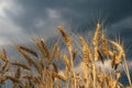 Landscape of wheat field at sunset after rain Royalty Free Stock Photo