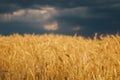 Landscape of wheat field at sunset after rain Royalty Free Stock Photo