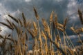 Landscape of wheat field at sunset after rain Royalty Free Stock Photo