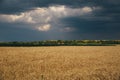 Landscape of wheat field at sunset after rain Royalty Free Stock Photo