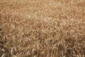 Landscape of wheat field at sunset after rain Royalty Free Stock Photo