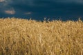 Landscape of wheat field at sunset after rain Royalty Free Stock Photo