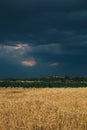 Landscape of wheat field at sunset after rain Royalty Free Stock Photo