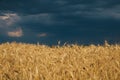 Landscape of wheat field at sunset after rain Royalty Free Stock Photo