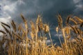 Landscape of wheat field at sunset after rain Royalty Free Stock Photo