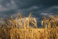 Landscape of wheat field at sunset after rain Royalty Free Stock Photo