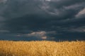 Landscape of wheat field at sunset after rain Royalty Free Stock Photo