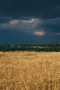 Landscape of wheat field at sunset after rain Royalty Free Stock Photo