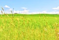 Landscape of wheat field under blue sky in spring Royalty Free Stock Photo