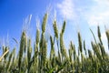 Landscape wheat fields on a sunny summer day Royalty Free Stock Photo