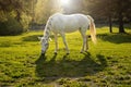 Landscape with white horse in sunlight