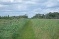 Landscape wicken fen