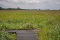 Landscape wicken fen Royalty Free Stock Photo